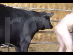 A zoophile on a farm